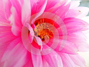 Closeup pink dahlia capitulum photo