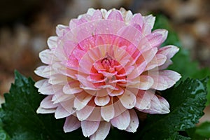 A closeup of pink Dahlia flower