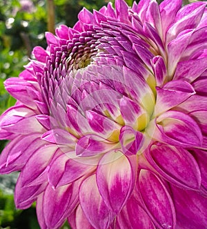 Closeup of Pink Dahlia Flower