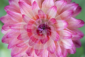 Closeup of pink dahlia flower