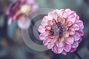 Closeup of a pink dahlia flower on a blurry background