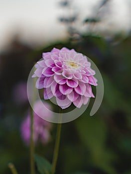 Closeup of a pink dahlia flower in the garden.