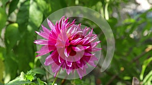 Closeup of pink dahlia, green blur background