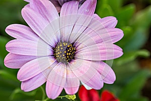 Closeup of pink daisybush flower plant, Osteospermum ecklonis