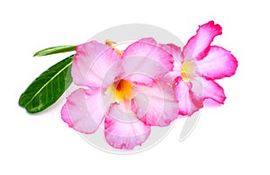 Closeup pink Desert Rose Flower or Adenium obesum isolated on w