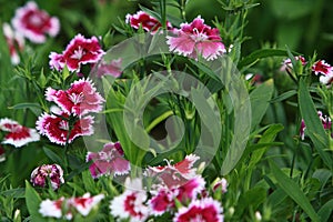 Closeup of pink Dianthus photo