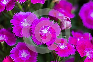 Closeup of pink Dianthus Chinensis Flowers