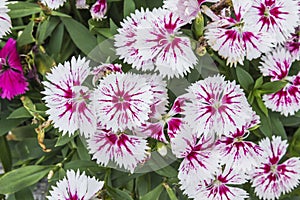 Closeup of pink Dianthus Chinensis Flowers