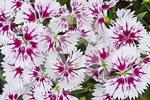 Closeup of pink Dianthus Chinensis Flowers