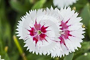 Closeup of pink Dianthus Chinensis Flowers