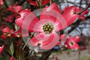 Closeup of a pink dogwood bloom