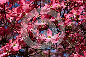 Closeup of pink dogwood in full bloom as a nature background