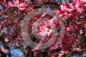 Closeup of pink dogwood in full bloom as a nature background