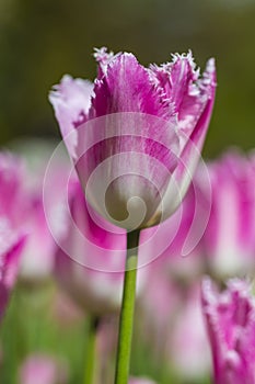 Closeup of Pink Dutch Tulip in Keukenhof National Flowers Garden