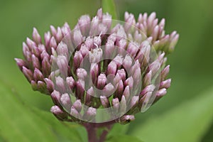 Closeup on the pink emerging flowers of the hemp-agrimony flowerhead, Eupatorium cannabinum