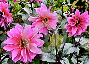 Closeup of pink 'Fascination' dahlia flowers in a garden