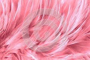 Closeup pink feathers background