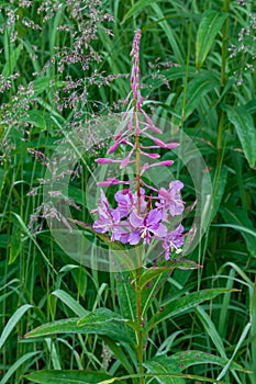 Closeup of pink fireweed in Girdwood, Alaska, USA