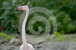 closeup pink flamingo animal portrait standing water