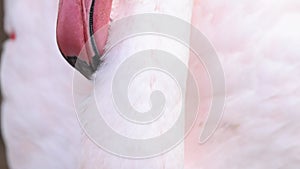 Closeup Pink Flamingo Beak Preening