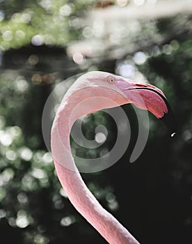 Closeup of pink flamingo bird at the zoo