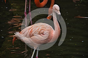 Closeup of a pink flamingo in a pond