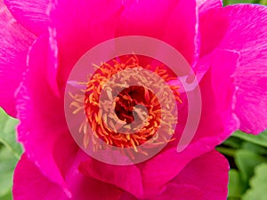 closeup of a pink flower