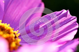 Closeup of pink flower