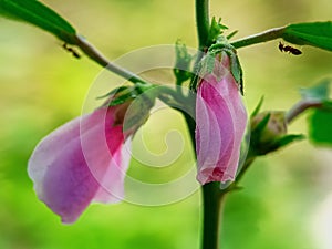 CLOSEUP PINK FLOWER WITH ANT BOKEH BACKGROUND