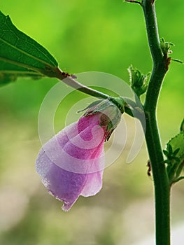 CLOSEUP PINK FLOWER WITH ANT BOKEH BACKGROUND