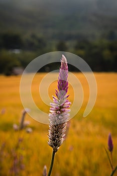Closeup of pink flower (Celosia spicata) next to a rice field in Northern Thailand