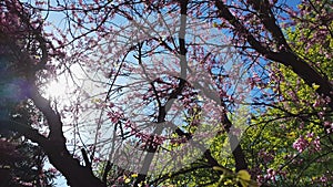 Closeup of pink flower clusters of an Eastern Redbud tree in full bloom. Judas tree or Cercis siliquastrum in spring. Light breeze