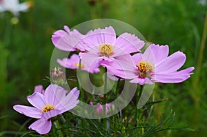Closeup of pink flower in garden with green blur background
