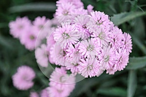 Closeup pink flower in the garden textured background