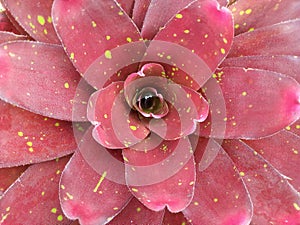 Closeup of pink flower plant with drops. Floral background, Top view of pink leaves with yellow dots