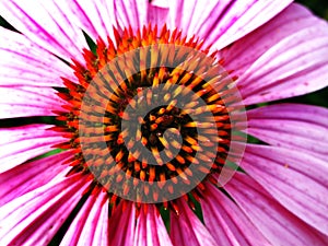 Closeup of Pink Flower Stamen