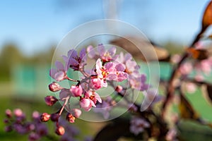 Closeup of pink flower on tree branch with blue sky backdrop