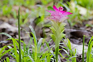 Pink flower of Wild turmeric, Zingiberaceae family in Thailand, photo