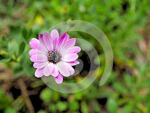 Closeup of pink flowers with green leaves in butterfly garden in santa barbara california. Macro lens with bokeh for web banners a