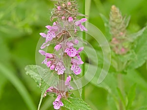 Pink flowers of marsh woundwort