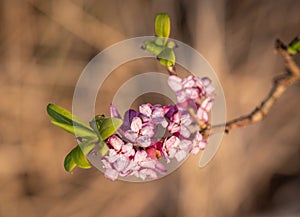 Closeup of pink flowers of mezereon in spring