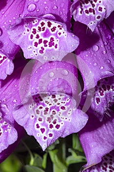 Raindrops on petals of foxglove flowers in Manchester, Connecticut