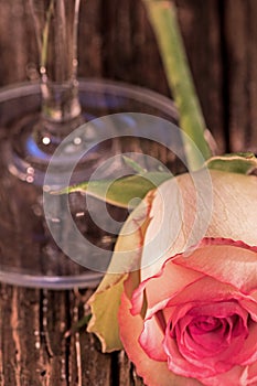 Closeup Of Pink Frosted White Rose and Wine Glass