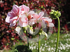 Closeup pink geranium flowers in garden