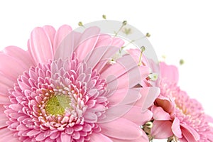 Closeup pink gerbera