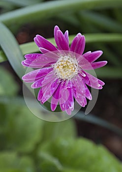 Closeup of a pink Gerbera Daisy