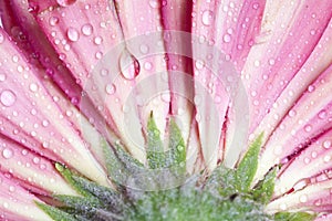 Closeup pink gerbera daisy flower