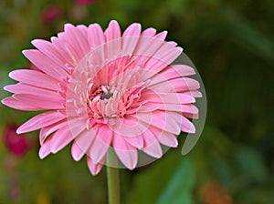 Closeup pink Gerbera daisy flower ,Transvaal in garden with blurred background