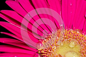 Closeup of pink Gerbera flower with dew - perfect for wallpapers