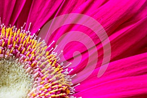 Closeup of pink Gerbera flower - perfect for wallpapers